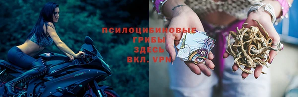 сатива Пересвет